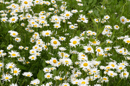 Close-up of white daisies with yellow centers in lush green grass, springtime countryside floral background.