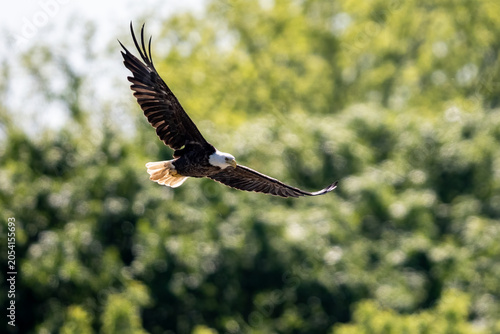 фотографія Bald eagle gliding over green trees