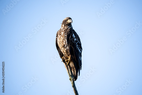 Εκτύπωση καμβά Juvenile bald eagle perched on the tip of a snag