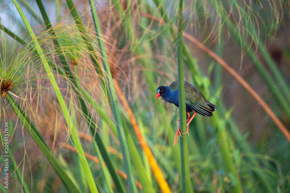 Naklejka premium Allen's gallinule along the Chobe River in Chobe National Park, Botswana.