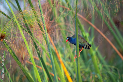 Allen's gallinule along the Chobe River in Chobe National Park, Botswana.
