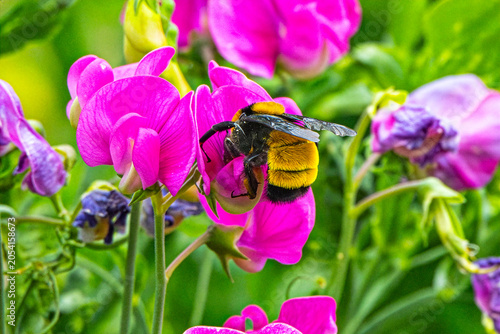 Sonoran Bumblebee (Bombus sonorus) Photo, Feeding on Everlasting Pea (Lathyrus latifolius) Blooms, Showing its Colors