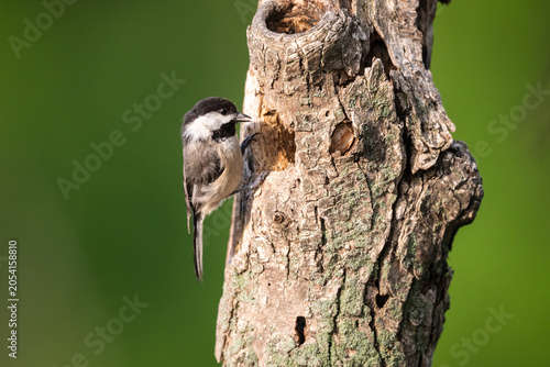 Foto Black-capped chickadee clinging to a tree trunk.
