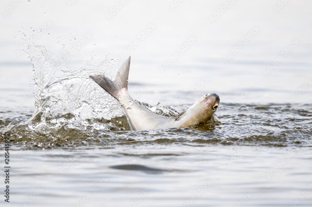 Fototapeta premium Fish splashing at the water surface.