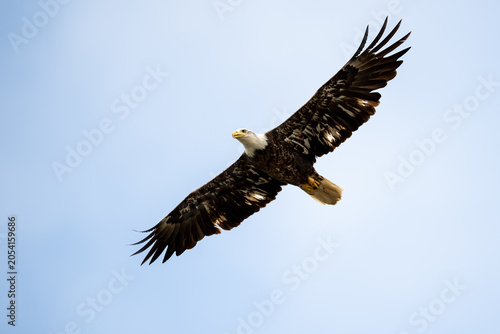Fotografija Adult bald eagle gliding in open sky