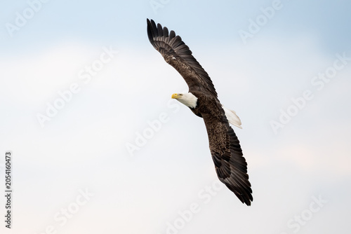 Fotografija Bald eagle gliding against a gray sky