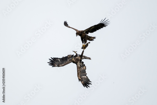 Vászonkép Two bald eagles battling over a fish