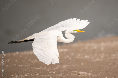 Canvas Print great egret flying over a beach
