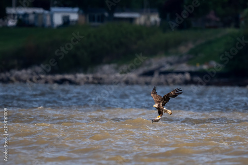 Schilderij op canvas Juvenile bald eagle skimming over a river in natural light.