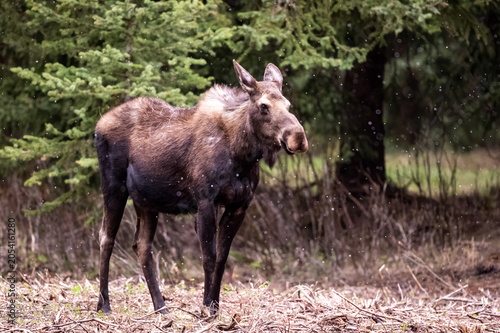 Принти на полотні Moose standing in a forest clearing.