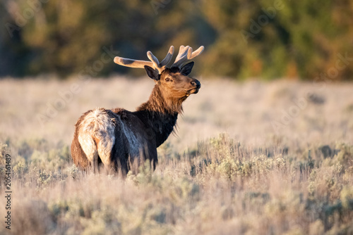 Bull elk portrait in evening light.