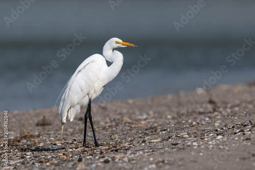 Foto great egret standing on a beach.