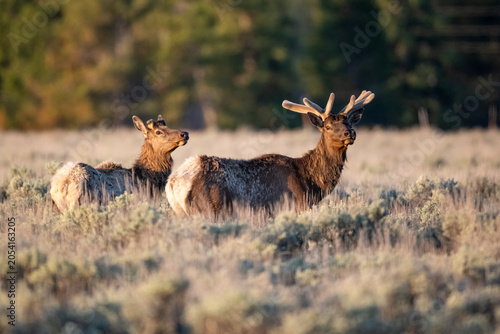 Photos Two bull elk resting in the meadow.