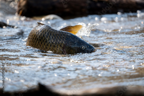 Common carp in shallow water.