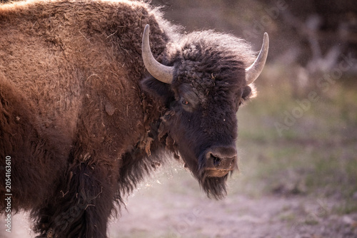 Photos Close portrait of a bison bull.