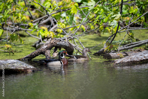 Фотография Wood duck swimming beneath overhanging branches.