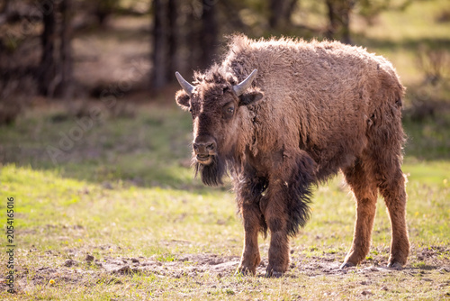 Tableau sur toile Young bison standing in a meadow.