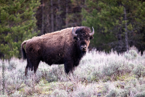 Tableau sur toile Bison standing in spring sage.
