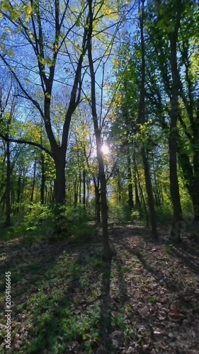 A green forest with sunrays shining through the treetops in spring.
