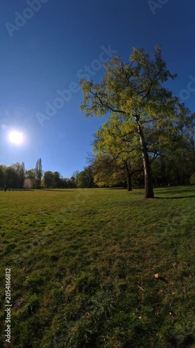 Sunlight shining through a tree in a park