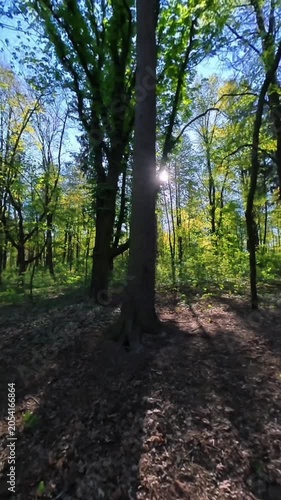 A green forest with sunrays shining through the treetops in spring.