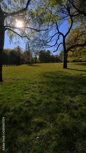 Sunlight shining through a tree in a park