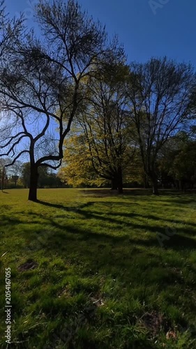 Sunlight shining through a tree in a park