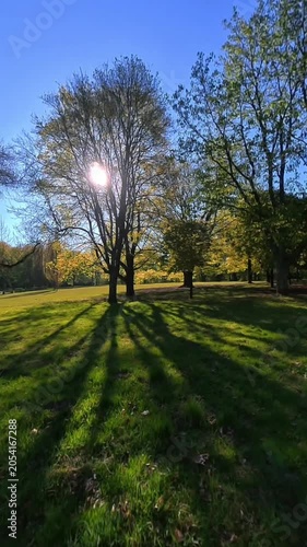 Sunlight shining through a tree in a park