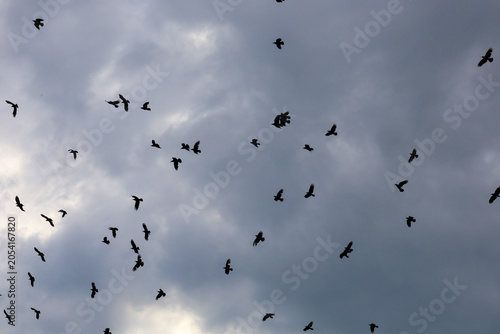 Schilderij op canvas A large flock of black birds circles high in the sky against dense storm clouds