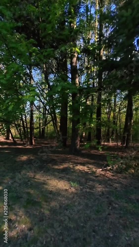 A green forest with sunrays shining through the treetops in spring.