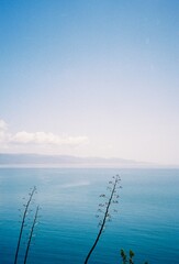 Agave Silhouettes Against Mediterranean Sea and Hazy Horizon