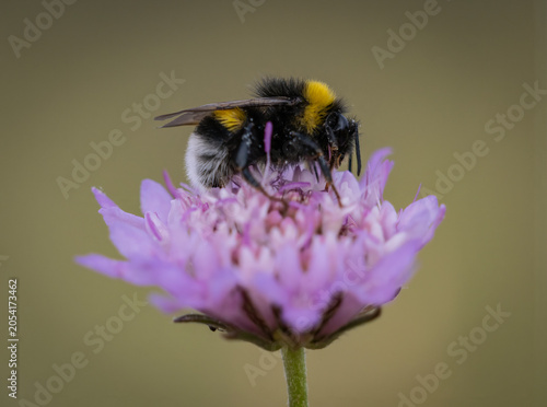 Photographie macro d'un bourdon sur une fleur de lilas