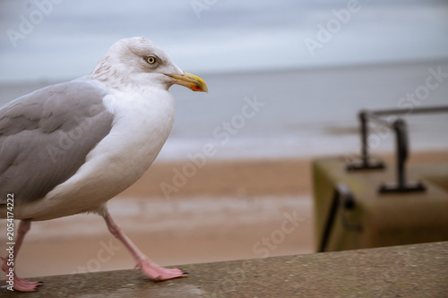 close up of part of sea gull Herring gull on beach blurred background