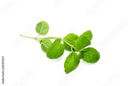 Fresh green mint sprig isolated on white background. Top view of organic peppermint branch, herbal medicine and cooking ingredient concept.
