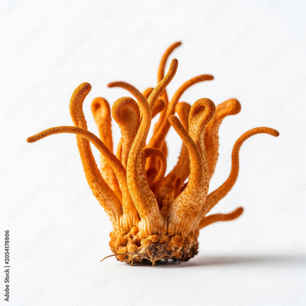 Fototapeta premium Lion's Mane Mushroom Isolated on White Background, Hericium Erinaceus