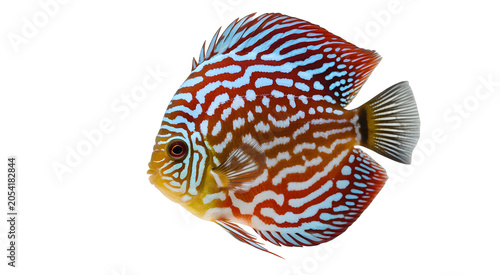 Discus fish isolated. Tropical freshwater aquarium fish species. Colorful ornamental aquatic animal. Exotic underwater pet. Decorative marine life inspired nature creature on white background. Vector 