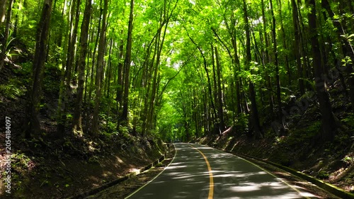 Road in Bilar Man-Made is a mahogany forest stretching in a 2km stretch of densely planted with Mahogany trees. Bohol, Philippines.