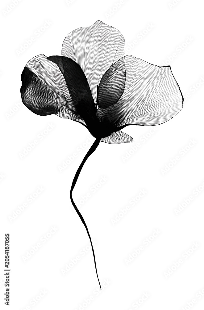 Obraz premium PNG Elegant minimalist floral art