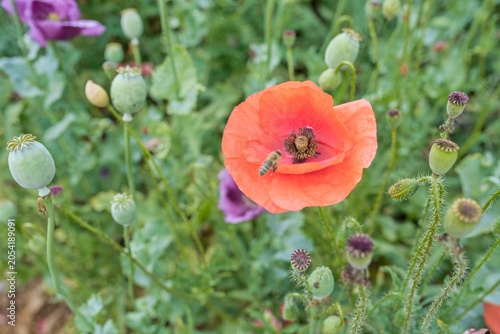 Honey bee flying and pollinating a red poppy flower in a summer field, macro close-up