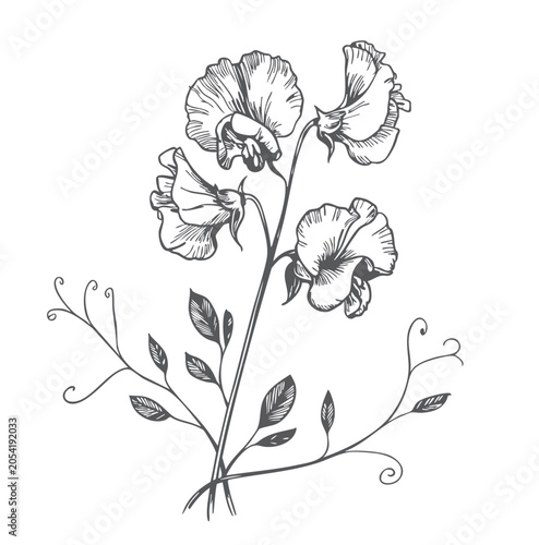 Cuadro en lienzo Vintage sweet pea flower branch with elegant blossoms and curling tendrils in botanical line art style