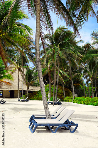 Tropical beach resort with sun loungers beneath swaying coconut palm trees on white sand.