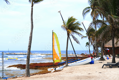 Sailboats on a beach with palm trees.
