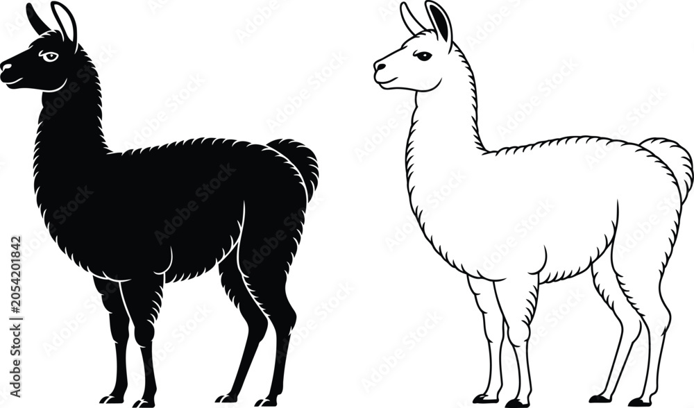 Fototapeta premium Llama standing vector illustration, Llama standing icon set