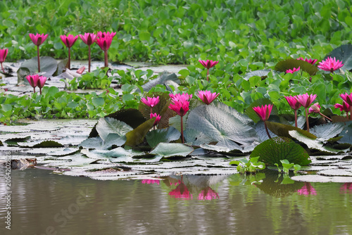 Pink water lily in a pond.this photo was taken from Chittagong, Bangladesh.