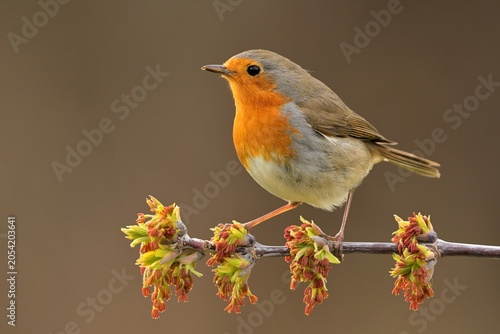 European robin Erithacus rubecula bird songbird wildlife nature predator cock o the north, beautiful animal mountain finch, animal, bird watching ornithology, flower bud fauna wildlife Europe