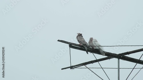 Two specialized roller pigeons, the dark-feathered one and the white one, take a break from their aerial acrobatics on a wet day.

