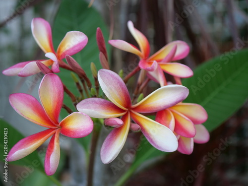 These tropical blossoms are known as Plumeria or Frangipani.