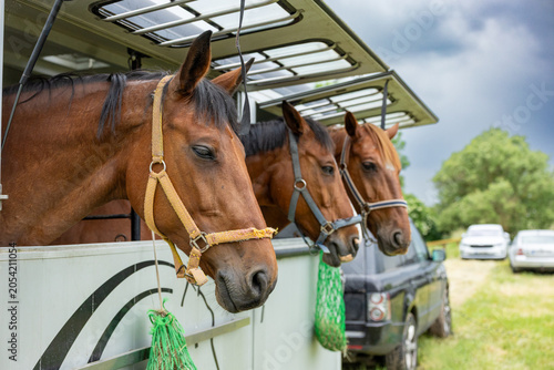 фотографія Close Up Portrait of Horses Waiting in Transport Trailer Before Equestrian Event