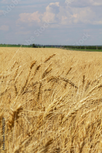 Golden Wheat Field and Dramatic Cloudscape in Rural Moldova