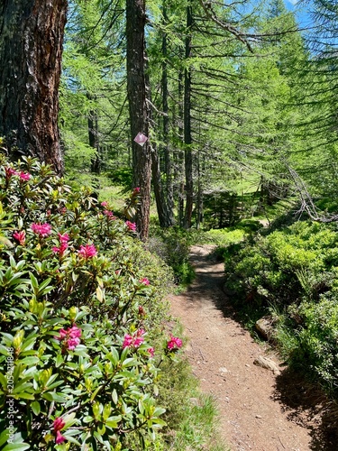 Hiking trail through pristine woodland and blooming alpine roses in Parco Naturale Veglia-Devero, Italy.